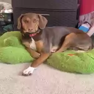 adoptable Dog in Powder Springs, GA named Sky