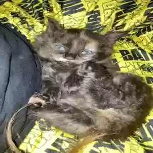 adoptable Cat in Decatur, GA named Unknown