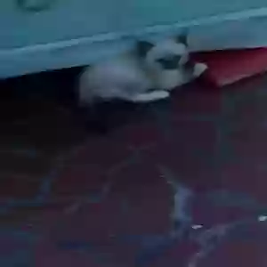 /images/pets/original/2182419_actual_three.webp