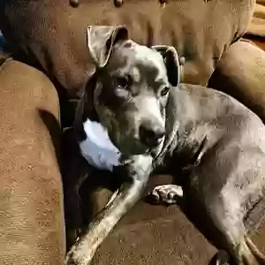 adoptable Dog in Greenville, NC named Marcus