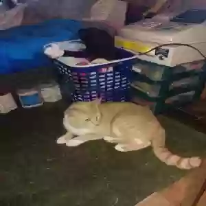 adoptable Cat in Canton, TX named Big brother