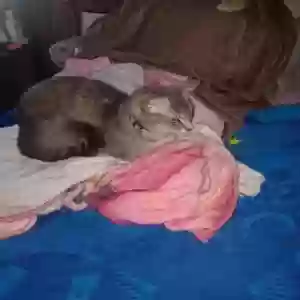 adoptable Cat in Canton, TX named Kali