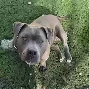 adoptable Dog in Perris, CA named Pepa