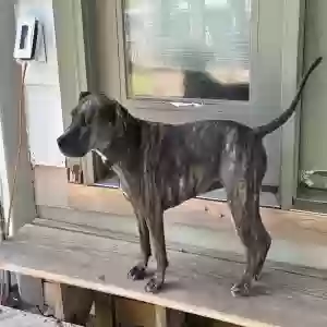 adoptable Dog in Derby, KS named Harley