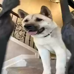 adoptable Dog in Englewood, CO named Tucker