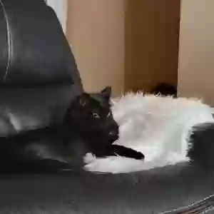 adoptable Cat in West Jordan, UT named Croga