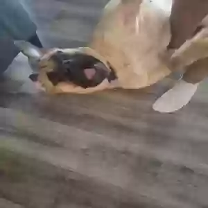/images/pets/original/2182445_27939_20250331_132411.webp