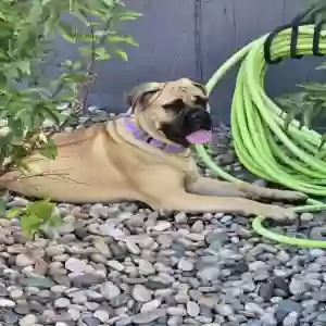 adoptable Dog in Colorado Springs, CO named phoenix