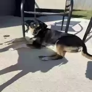 adoptable Dog in Stafford, VA named Layla