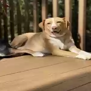 adoptable Dog in Stafford, VA named Liberty
