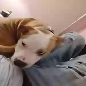 adoptable Dog in Huntington, WV named Pup