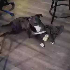 adoptable Dog in Grove City, OH named Jack