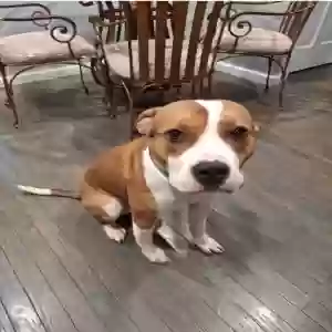 adoptable Dog in Upper Marlboro, MD named Jab