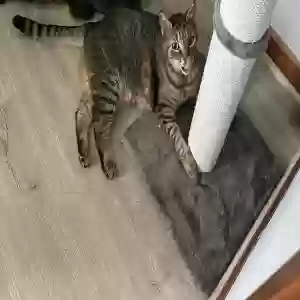 adoptable Cat in Fort Wayne, IN named Cookie