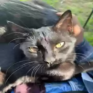adoptable Cat in Woodstock, GA named Lucy