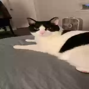 adoptable Cat in Atlanta, GA named Moo-Moo