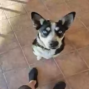 adoptable Dog in Hobart, OK named Willow