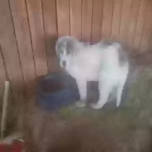 /images/pets/original/2182474_20675_20250310_185832.webp