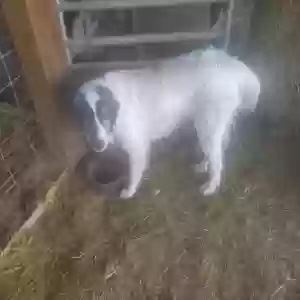 adoptable Dog in Gladstone, VA named Anna