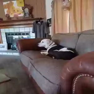 adoptable Dog in North Augusta, SC named Cali