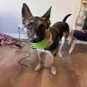 adoptable Dog in Santa Clara, CA named Goose