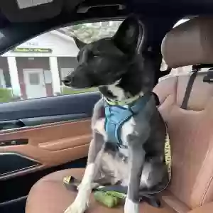 adoptable Dog in Roswell, GA named Misty