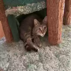 adoptable Cat in Spring City, PA named Unknown