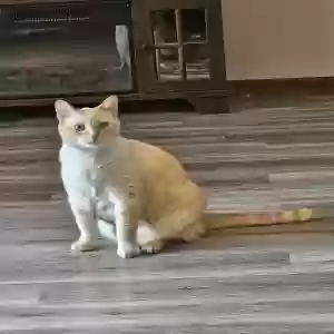 adoptable Cat in East China, MI named Unknown