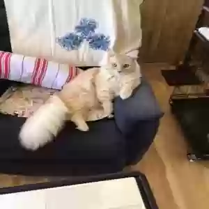 adoptable Cat in Lomita, CA named Nemo