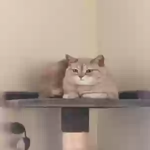 adoptable Cat in Spring Lake, MI named Belle