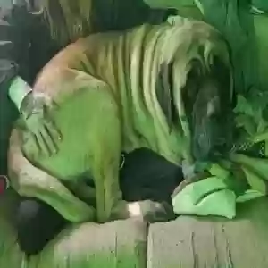 /images/pets/original/2182496_actual_three.webp