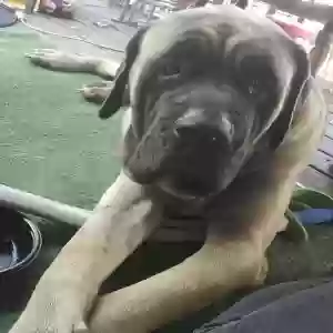 adoptable Dog in Newfield, NJ named Bubbles