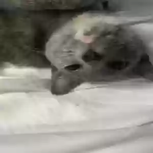 /images/pets/original/2182500_actual_two.webp