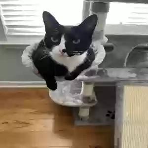adoptable Cat in Canton, GA named Mickey
