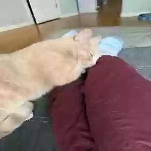 adoptable Cat in Canton, GA named Nala