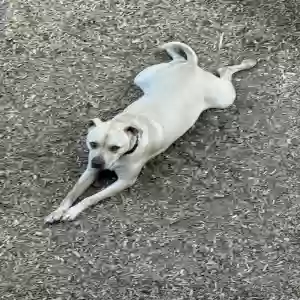 /images/pets/original/2182512_actual_two.webp