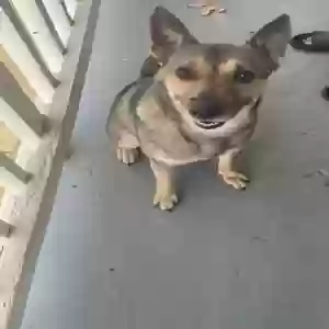 adoptable Dog in Stone Mountain, GA named Troy