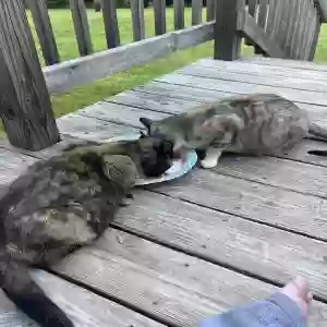 adoptable Cat in Jerseyville, IL named Suger and sweetie pie