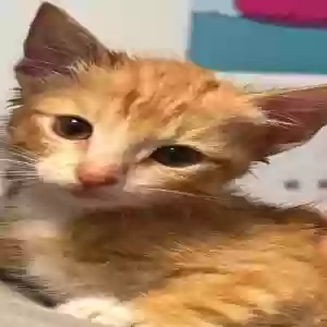 adoptable Cat in Lathrop, CA named Unknown