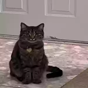 adoptable Cat in Garner, NC named Tom