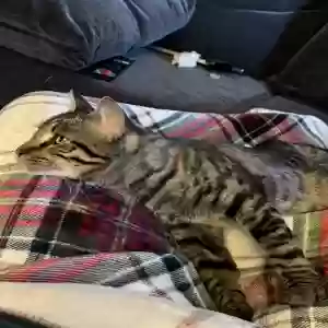 adoptable Cat in Lake Stevens, WA named Wilbur