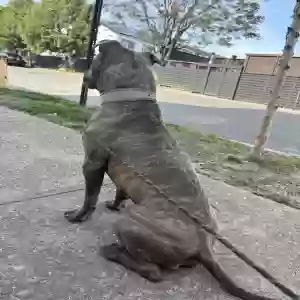 adoptable Dog in Arverne, NY named Rocko