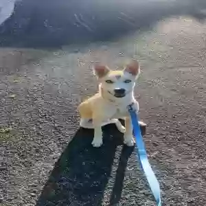adoptable Dog in Austin, TX named Henry