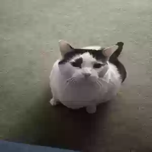 adoptable Cat in Brandywine, MD named Minnie