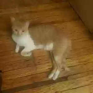 adoptable Cat in Newark, NJ named Panda