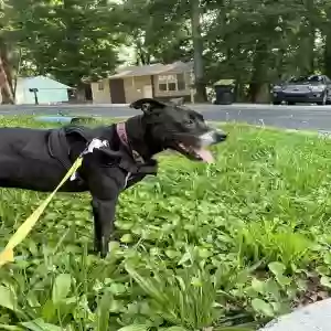 adoptable Dog in Forest Park, GA named Creed