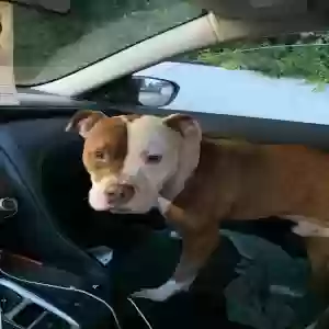adoptable Dog in Tacoma, WA named Unknown maybe Siggy