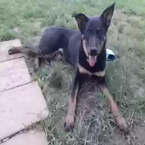 adoptable Dog in Naylor, MO named Chance
