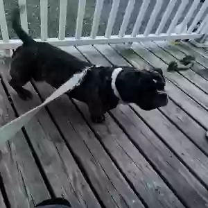 adoptable Dog in East Haven, CT named Milo
