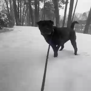 adoptable Dog in Roswell, GA named Ryder